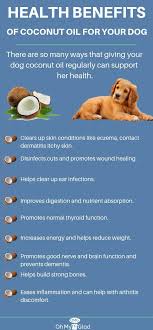 What Dog Owners Ought To Know About Dog Food Allergy Diet Dog Food Allergies Food Allergy Diet Coconut Oil For Dogs