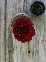 Maybe you would like to learn more about one of these? Wholesale Carnations Flowers Online Flowerfarm