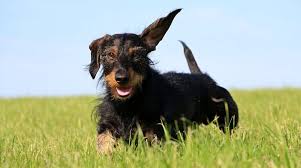 Dapple, double dapple, brindle, sable and piebald. Wire Haired Dachshund Your Complete Guide To The Breed