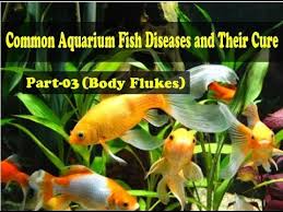 Common Aquarium Fish Diseases Part 3 Body Flukes Body Flukes Consist Of Tiny Worm Like Parasites That Get Into The Skin Gill Fish Disease Swim Bladder Disease