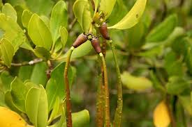 Image result for Ceriops