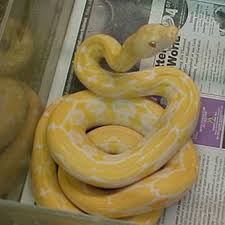 Check spelling or type a new query. Albino Tiger Reticulated Python 4 5 Feet