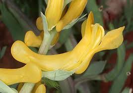Image result for Corydalis
