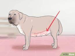 How To Help Your Dog Whelp Or Deliver Puppies (With Pictures)