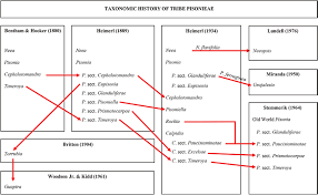 They had a son together, cameron. Taxonomic History Of Tribe Pisonieae Boxes Display Taxonomic Download Scientific Diagram
