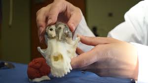 Vision is through the second set of holes under the eyes. 3 D Printed Implant Gives Patches The Dachshund A New Skull The New York Times