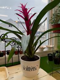 Bromeliad Guz. Deborah