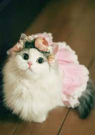 fantastic cost free all cat breeds ideas pet cats with huge the ears might well always be probably the most adorable wi in 2021 cat background cute baby cats cute cats