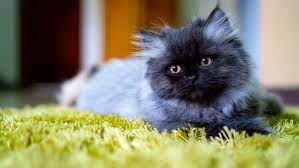 15 Best Adorable Names For Persian Cats