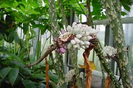 Image result for Anchomanes