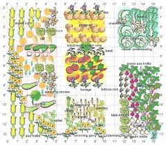 tomatoes hate cucumbers secrets of companion planting