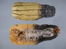 What does mold on butternut squash look like?