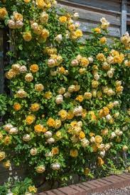 In the early 1950s david austin set out to create a more beautiful rose. Graham Thomas Climbing David Austin English Rose David Austin Roses Editorial Image Gallery David Austin Roses English Roses Climbing Roses