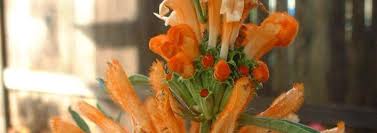 Taraxacum laevigatum, the rock dandelion, achenes reddish brown and leaves deeply cut throughout the length, inner bracts' tips are plants do not go to seed as quickly as french types. Leonotis Species Lion S Ear Lion S Tail Wild Dagga Leonotis Leonurus