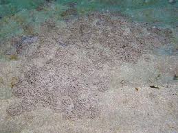 Image result for Aneilema arenicola