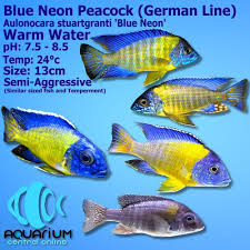 The peacock cichlid coloration varies from red, blue to yellow and will enchant any aquarium. Blue Neon Peacock Cichlid Aulonocara Stuartgranti Blue Neon 5cm Aquarium Central