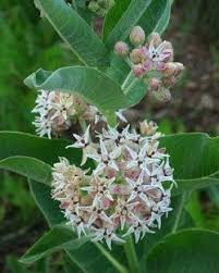 Medicinal Herb Seeds L M Milkweed Asclepias Showy Flowers