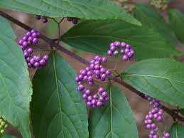 < 1 inch fruit description: Berries In Early Autumn Ramblin Through Dave S Garden