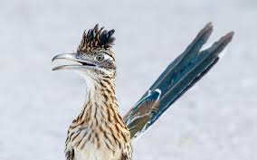 Cactus wrens are common in our desert southwest. Greater Roadrunner Audubon Field Guide