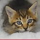 PetSmart National Adoption Week(end) — Angels of event image