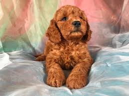 Check spelling or type a new query. Miniature Goldendoodle Puppies For Sale Breeder In Iowa