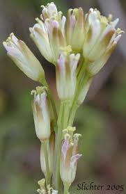 Image result for Turritis glabra