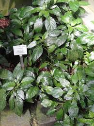 Image result for Crossandra nilotica