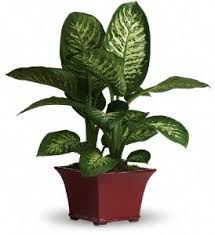 Dumb Cane Dieffenbachia House Plant Care Picture And Profile Common House Plants House Plant Care Plants