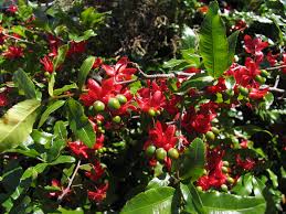 Image result for Ochna serrulata