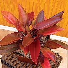 Trouble is, the new growth is extremely susceptible to a disfiguring disease, called entomosporium leaf spot. Looking For A Low Maintenance Houseplant Consider Getting A Philodendron Philodendron Plant Red Plants Unusual Plants
