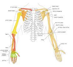 The names of arm and hand muscles provide clues to their location, function, or size. File Human Arm Bones Diagram Heb Svg Wikimedia Commons