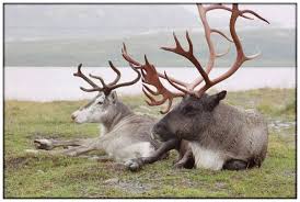 Rudolph The Red Nosed Reindeer Was Female Female Reindeer Reindeer Animals