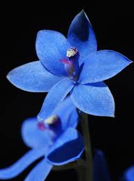 File:Thelymitra crinita - Blue Lady orchid (4079441255).jpg - Wikimedia  Commons