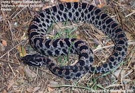 Sistrurus Miliarius Barbouri Dusky Pygmy Rattlesnake Reptiles Snake Rattlesnake