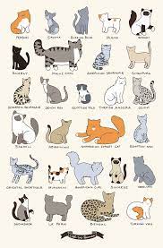 Cat Breeds Crazy Cats Cat Vs Human Cute Animals