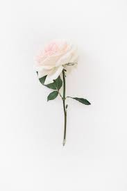 We did not find results for: White Rose Aesthetic Wallpapers Top Free White Rose Aesthetic Backgrounds Wallpaperaccess