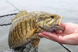 Fish and game forecast michigan. Michigan Bass Forecast For 2016