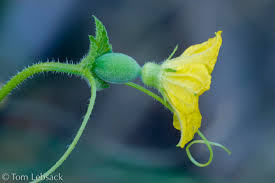 Image result for Cucumis melo