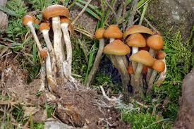 The mushroom growing kits can be purchased according to the type of mushrooms you wish to grow and contain everything you need to successfully grow your own mushrooms. Psilocybe Aztecorum Wikipedia