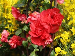 We did not find results for: Chinesische Zierquitte Proven Winners Double Take Pink Chaenomeles Speciosa Proven Winners Double Take Pink Baumschule Horstmann