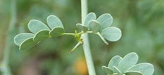 All things to do in province of guanacaste. Growing Parkinsonia Florida Blue Palo Verde