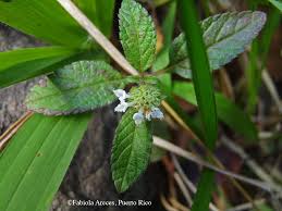 Image result for Hyptis