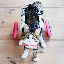 Insert bolts in the hole of the axle and apply necessary amount of washers to those bolts. 10 Diy Cat Wheelchair Ideas For Disabled Cats