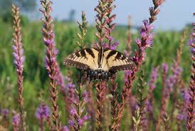 Want to grow native plants? Native Plant List South Carolina Wildlife Federation