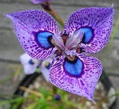 Fiore Pavone Unusual Flowers Strange Flowers Orchid Seeds