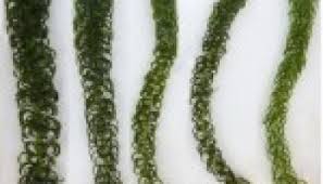 Image result for Gutenbergia cordifolia