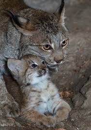 pin on animal kindgom