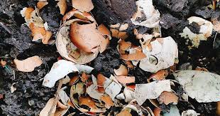 I put some kitchen scraps in the garden more than year ago and i looked at the eggshells the other day. How To Use Eggshells In The Garden Gardener S Path