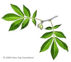 What Tree Is That Online Edition At Arborday Org Trees To Plant Tree Identification Woodland Plants