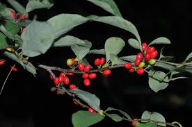 Image result for Buchnera libenii